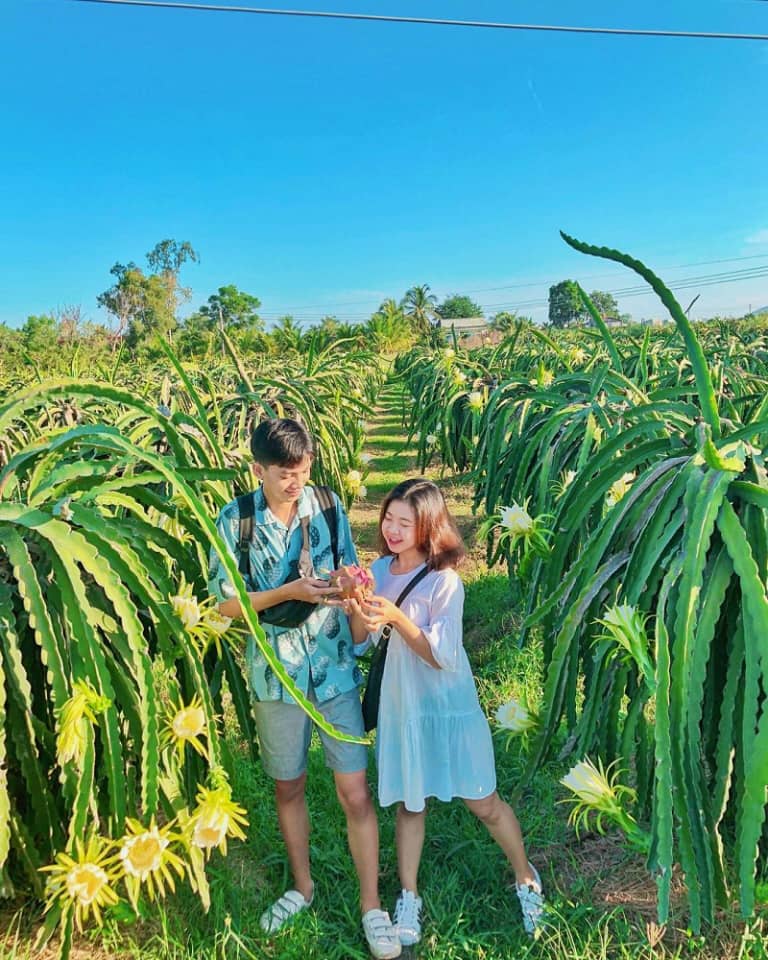 Vườn thanh long - Bình Thuận