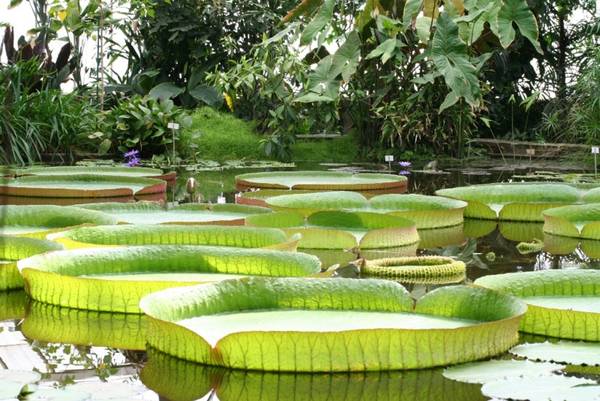 Chùa Phước Kiển (Chùa Lá Sen)